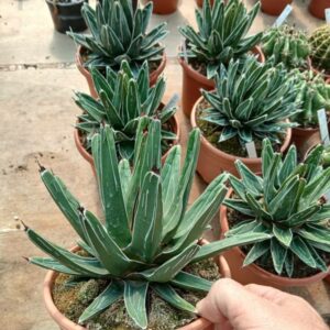 Agave Victoria Reginae