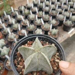 Astrophytum Myriostigma