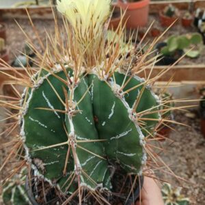 Astrophytum ornatum haku jo