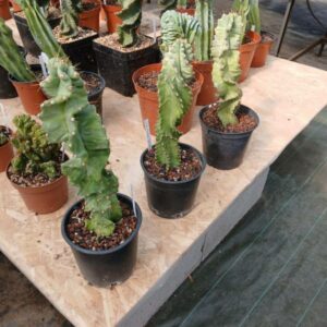Cereus forbesi spiralis