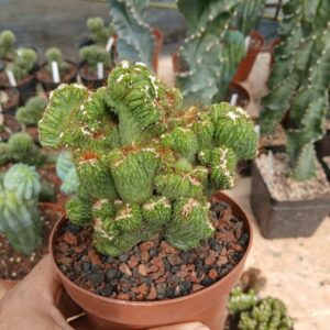 Cereus peruvianus monstruosus