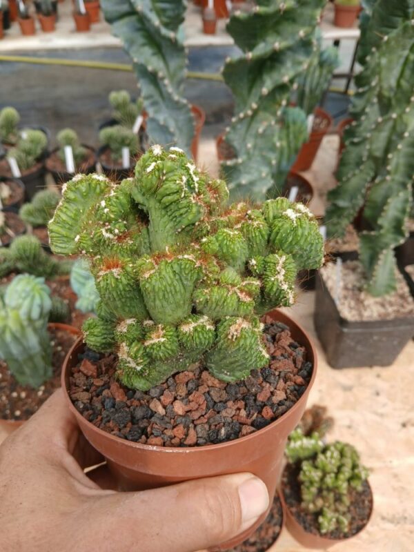 Cereus-peruvianus-monstruosus