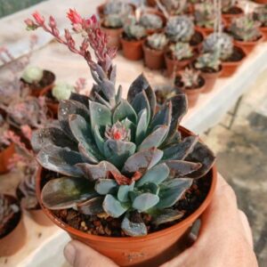 Echeveria blue prince
