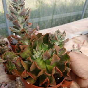 Echeveria dark vader