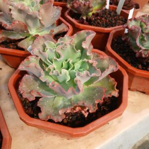Echeveria giant blue