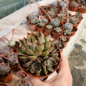 Echeveria mensa