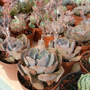 Echeveria pearl von Nürnberg