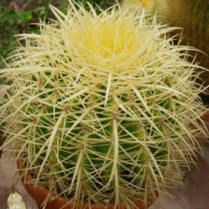 Echinocactus grusonii