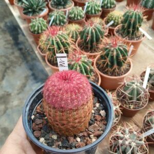 Echinocereus rigidissimus rubispinus