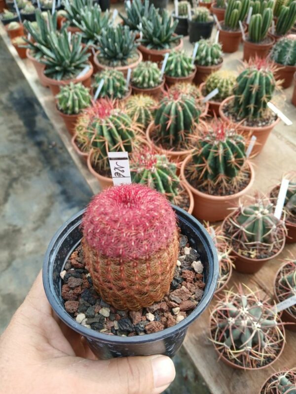 Echinocereus-rigidissimus-rubispinus