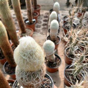Espostoa nana