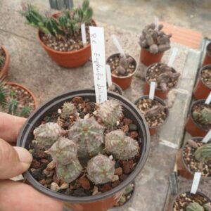 Euphorbe daisymontana