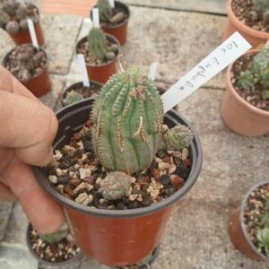 Euphorbe pseudoglobulosa