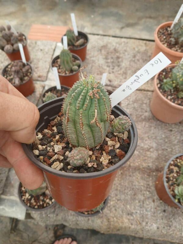 Euphorbe-pseudoglobulosa
