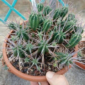 Euphorbia ferox