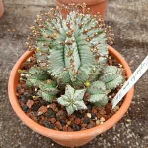 Euphorbia horrida snow flake