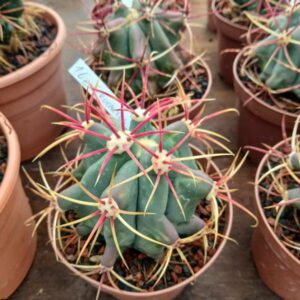 Ferocactus emoryi