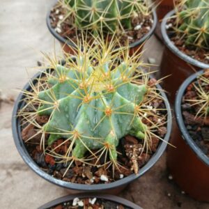 Ferocactus glaucescens
