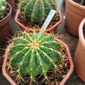 Ferocactus scharzii