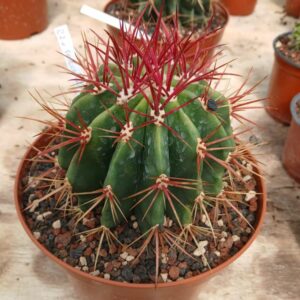 Ferocactus stainesii