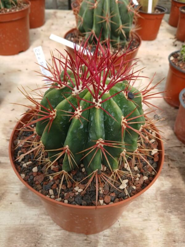 Ferocactus-stainesii