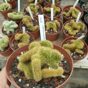 Hidelwintera aureispina cristata