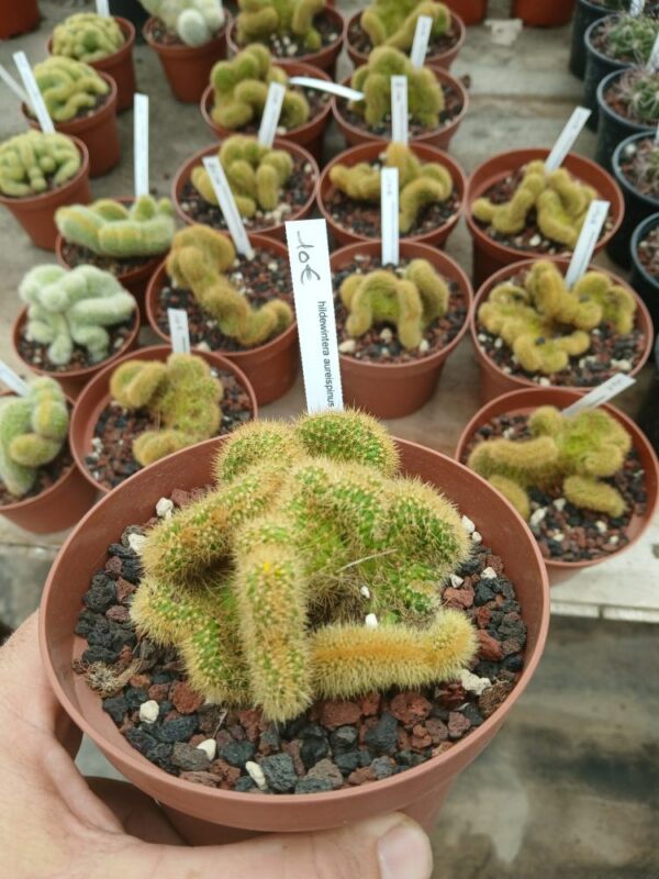 Hidelwintera-aurespeina-cristata