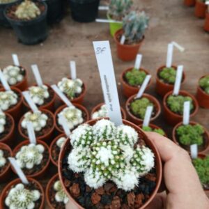 Mammillaria gracilis oruga