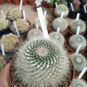 Mammillaria hahniana