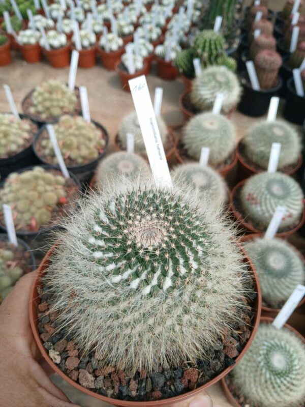 Mammillaria hahniana