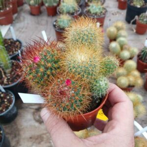 Mammillaria pringlei