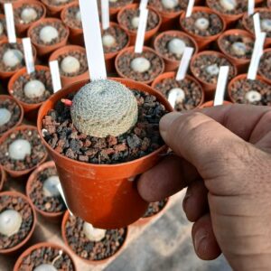 Mammillaria pseudoperbella