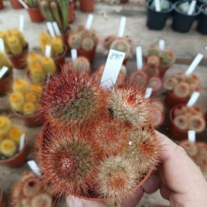 Mammillaria spinosissima