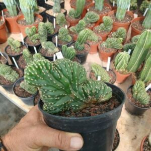Marginatocactus marginatus cristata