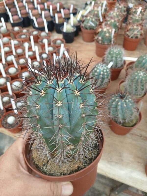 Melocactus-azureus