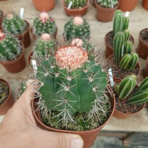 Melocactus matazanus