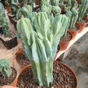 Myrtillocactus geometrizans monstruosus