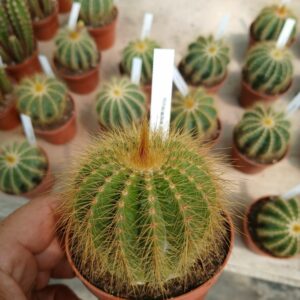 Notocactus magnificus