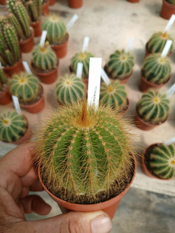 Notocactus-magnificus