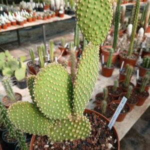 Opuntia microdasys