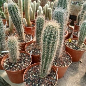 Pachycereus pringlei