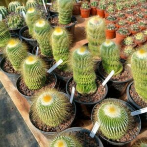 Parodia leninghausii inermis