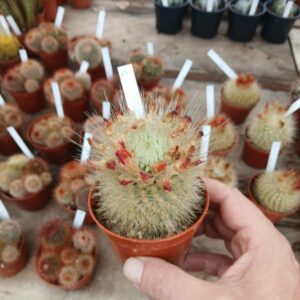 Parodia nivosa