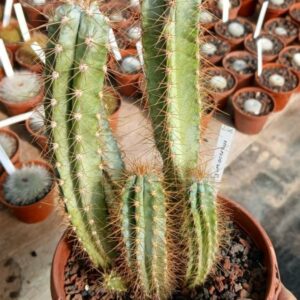 Pilocereus azureus