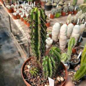 Stenocereus thurberi