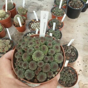 Sulcorebutia raushii