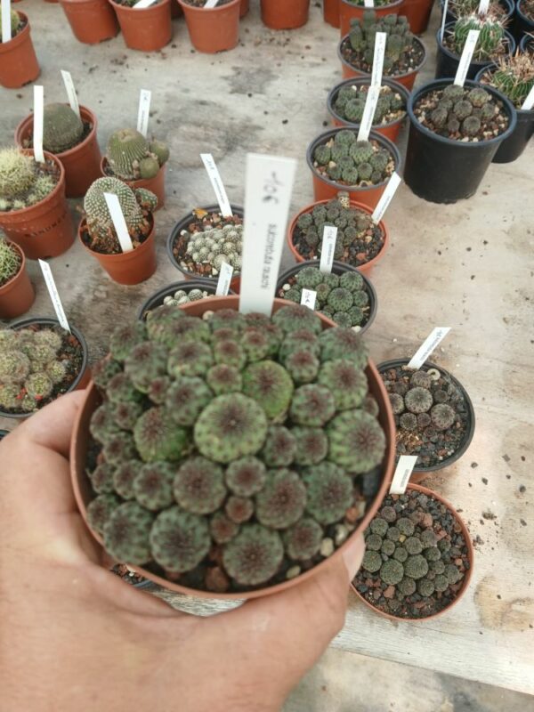 Sulcorebutia-raushii