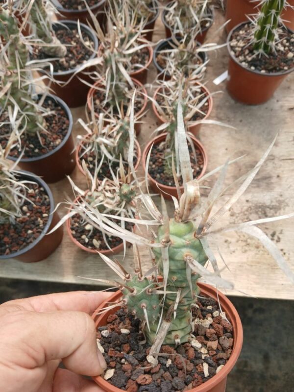 Tephrocactus-articulatus-v.papyracanthus
