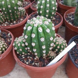 Trichocereus purpureopilosus x thelegonus