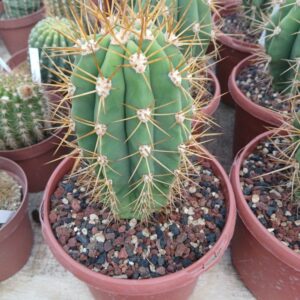 Trichocereus terscheckii